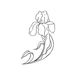 Iris line outline flowers vector for decor