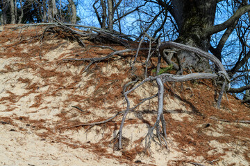 A tree with roots in the air, the wind blew sand on a large sand dune in a state park. Indiana Dunes National Lakeshore