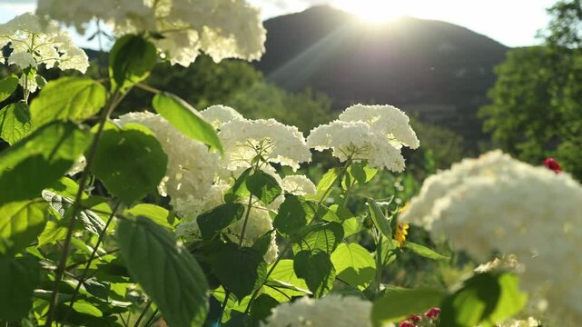 Beautiful flowers on the wind and glowing sunlight behind. Summer colourful background.