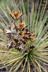 Dry fruit capsules with seeds of desert Yuca in Colorado, USA
