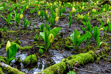 American skunk-cabbage Lysichiton americanus, Yellow flowered wild plant in humid forest, USA