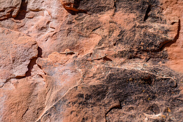 Small lizards living on red rocks in the mountains, Arches National Park, Moab, Utah, USA