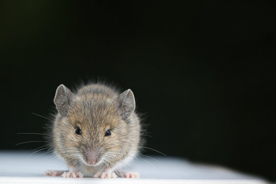 Hausmaus- Portrait eines Jungtieres 