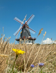 The Windmill of Sønderho in Denmark on a Dry Summer Meadow, with Flowers in the Foreground Adding...