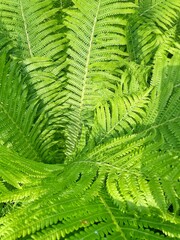 Green Fern Fronds in Natural Pattern