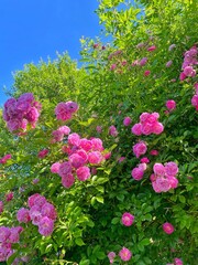 Obraz premium Pink Roses in Lush Summer Garden