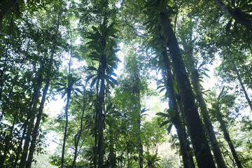 Forêt tropicale, Guyane française, 