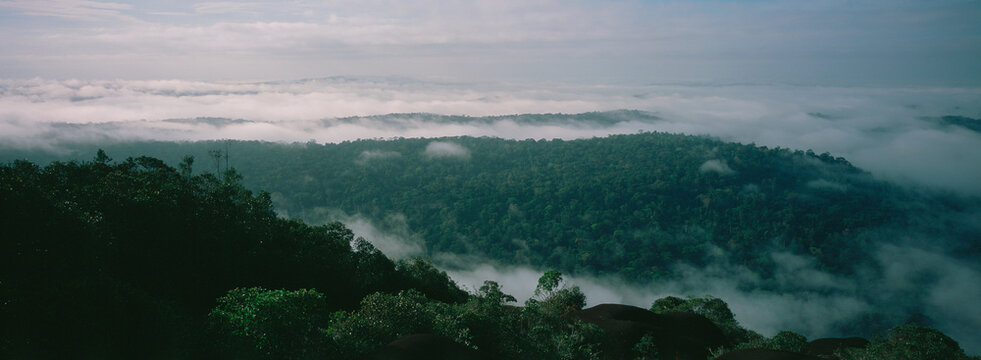 For&ecirc;t tropicale, Guyane fran&ccedil;aise, 