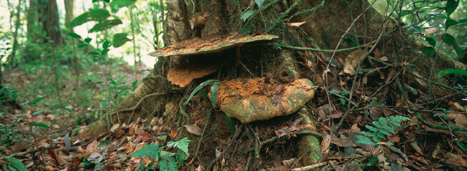 Forêt tropicale, Guyane française, 