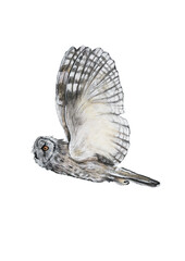 barn owl