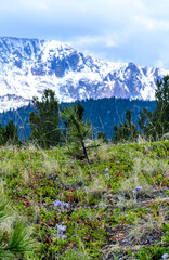 Flowering Crocuses in the spring on a snow-covered mountain. Pikes Peak Mountain, Colorado