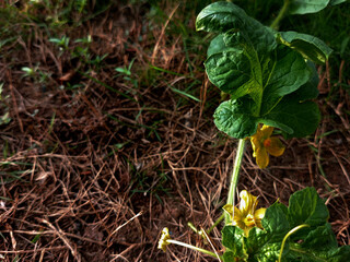 Close up of matured and healthy watermelon fruit leaf on plant with space for text or copy space. Creeping water melon plant with yellow flowers on ground or sand with green grass.