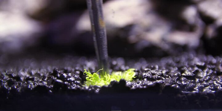 Carnivorous plants 