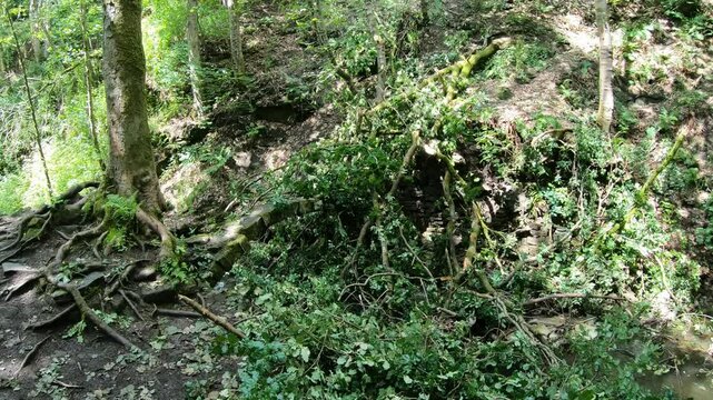 Fallen tree over a river in Healey Dell Nature Reserve.