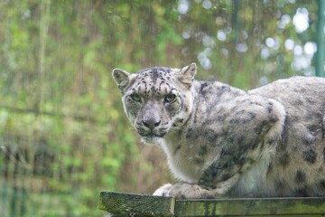 Snow panther, Uncia uncia, resting high in the rain. Endangered species.