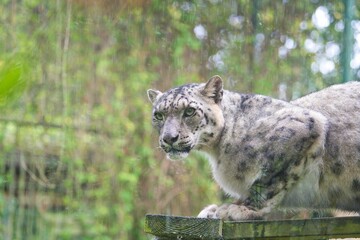 Snow leopard, Uncia uncia, resting high in the rain. Endangered species.