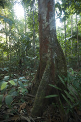 Forêt tropicale, Guyane française, 