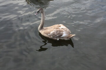 Young swan gracefully glides across the calm waters of the lake during a sunny afternoon