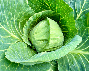 Close-up of mature white cabbage surrounded by spreading leaves.