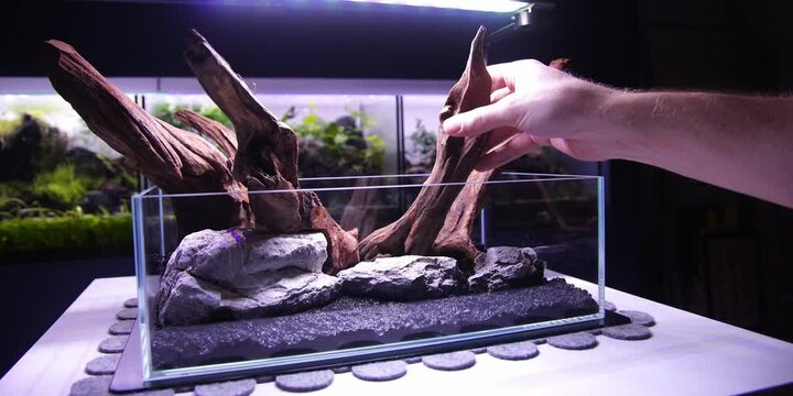 Carnivorous plants 