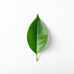 Obraz premium Single Green Leaf on White Background