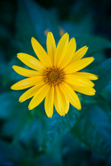 Bright yellow daisy flower on deep green background, top view macro