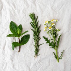Fresh Herbs and Flowers on White Textured Background