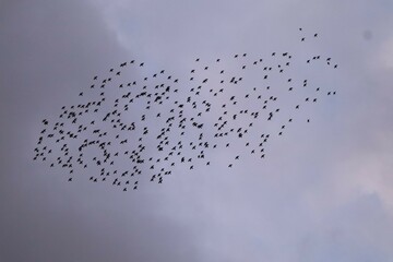 flock of birds in Florence