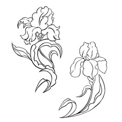 Set of Irises flowers line vector for decor