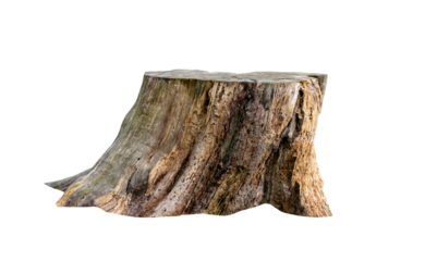 Tree Trunk Podium isolated on Background.Vertical One large old stump wood product display presentation with clipping path for  garden design landscape or park