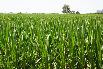 Healthy cornfield with tall maize plants in summer growth. Symbol of food security, harvest season and agricultural development. Modern eco-farming and agribusiness in rural landscape from Serbia