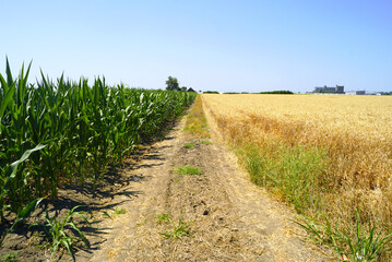 Dirt road dividing corn and wheat fields in countryside under bright blue sky. Symbol of rural development, agricultural economy, crop diversification and land use in organic food production industry