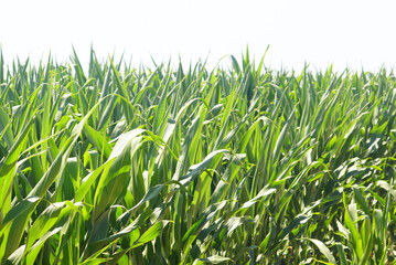 Agriculture in Serbia: close-up view of vibrant maize plants in cornfield. Concept of agribusiness, summer crop growth, food production and sustainable rural economy. Natural green texture background