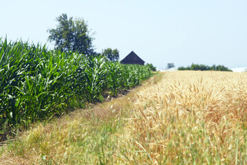 Contrast between green corn and golden wheat fields. Rural landscape from Serbia symbolizing sustainable agriculture, seasonal farming and ecological food production in countryside environment.