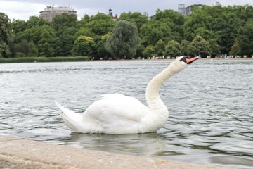 swan on the lake in Hyde park