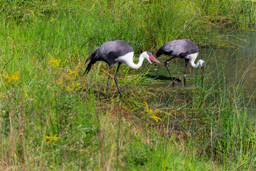 The wattled crane (Grus carunculata), species of crane of eastern and southern Africa