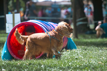 Dog agility competition.
