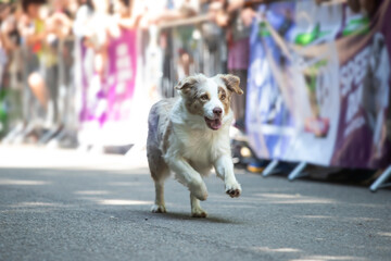 Dog agility competition.