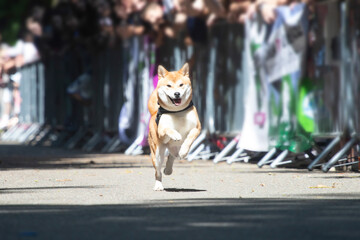 Dog agility competition.