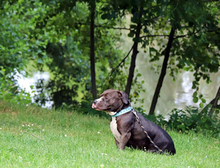 Chien American Bully en promenade au parc