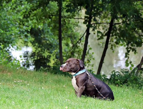Chien American Bully en promenade au parc