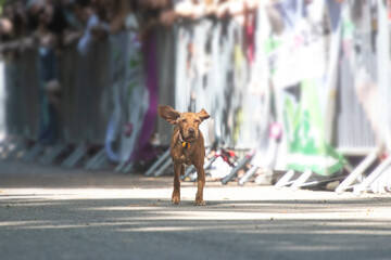 Dog agility competition.
