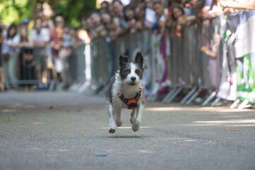 Dog agility competition.