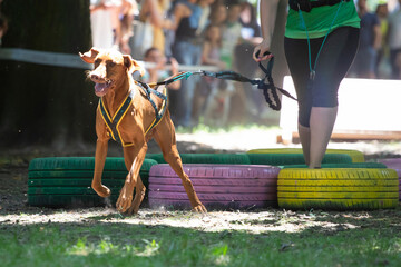Dog agility competition.