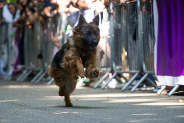 Dog agility competition.