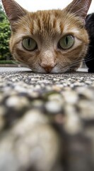 close up of a curious friendly cat on the street, photo taken from below