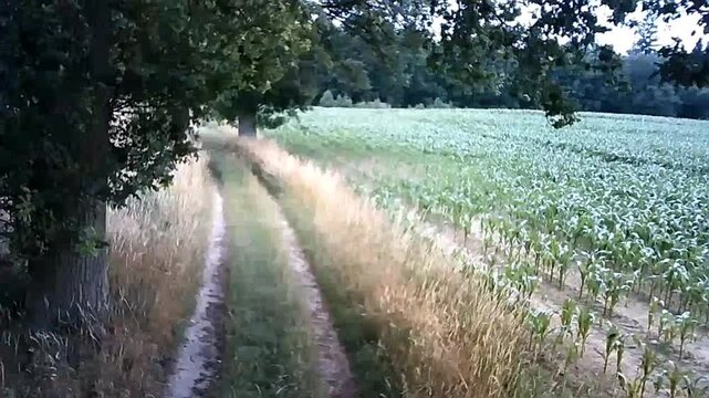 Feldweg am Grambowermoor