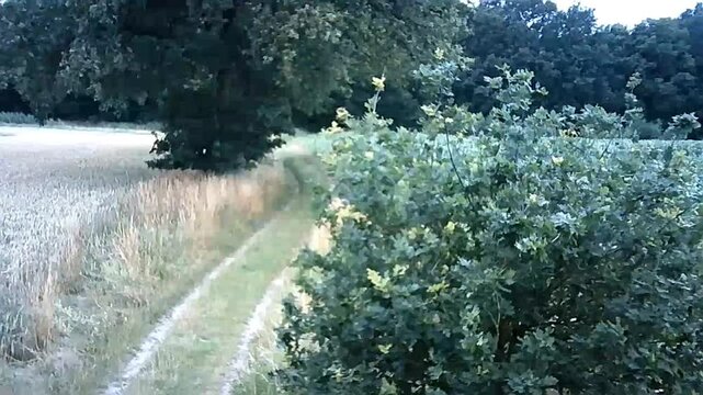 Grambowermoor Waldweg