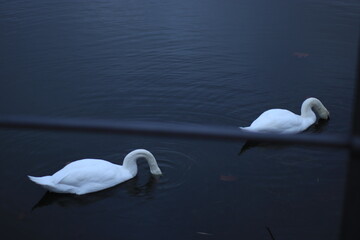 Two Swans The Lake 