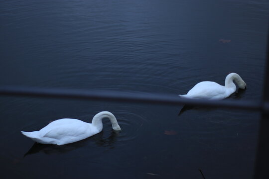 two swans on the lake